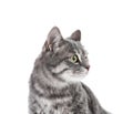 Portrait of gray tabby cat on white background Royalty Free Stock Photo