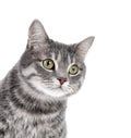 Portrait of gray tabby cat on white background Royalty Free Stock Photo