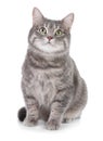 Portrait of gray tabby cat on white background Royalty Free Stock Photo