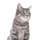 Portrait of gray tabby cat on white background Royalty Free Stock Photo