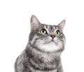 Portrait of gray tabby cat on white background Royalty Free Stock Photo