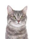 Portrait of gray tabby cat on white background Royalty Free Stock Photo