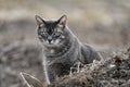 Portrait of a gray Taby house cat Royalty Free Stock Photo