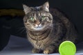 Portrait of a gray tiger cat with green eyes