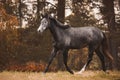 Gray trakehner mare horse trotting on green meadow on forest background in autumn Royalty Free Stock Photo