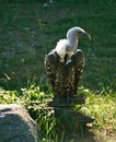 Portrait of a gray vulture. Large bird, gray, white feathers. Scavenger from Africa