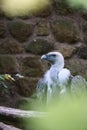 Portrait of a gray vulture. Large bird, gray, white feathers. Scavenger from Africa