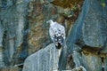 Portrait of a gray vulture. Large bird, gray, white feathers. Scavenger from Africa