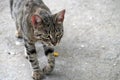 Portrait of a gray-white cat walking on the road Royalty Free Stock Photo
