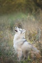 Portrait of gray and white siberian husky dog in the meadow in autumn at sunset