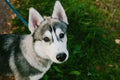 Portrait of a gray-white Siberian Husky in the street in green grass with a neon leash. Dog close-up Royalty Free Stock Photo