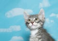 Portrait of gray and white tabby kitten Royalty Free Stock Photo