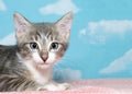 Portrait of a gray and white tabby kitten Royalty Free Stock Photo