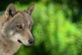 Portrait of gray wolf against the backdrop of a green forest Royalty Free Stock Photo