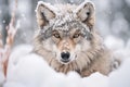 The portrait of gray wolf in the snow with Ai Generated Royalty Free Stock Photo