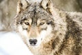 Gray wolf in winter Royalty Free Stock Photo