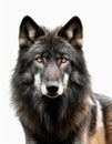 Portrait of a gray wolf - on a white background Royalty Free Stock Photo