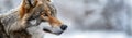 portrait of the gray wolf in winter in field with snow close-up Royalty Free Stock Photo