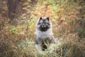Portrait of gray Wolfspitz female dog sitting in the bright forest in autumn Royalty Free Stock Photo
