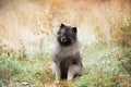 Portrait of gray Wolfspitz female dog sitting in the bright forest in autumn Royalty Free Stock Photo