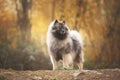 Portrait of gray Wolfspitz female dog standing in the bright forest in autumn Royalty Free Stock Photo