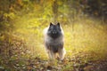 Portrait of gray Wolfspitz female dog standing in the bright forest in autumn Royalty Free Stock Photo