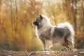 Portrait of gray Wolfspitz female dog standing in the bright forest in autumn Royalty Free Stock Photo