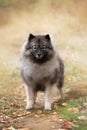 Portrait of gray Wolfspitz female dog standing in the bright forest in autumn Royalty Free Stock Photo