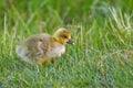 Portrait of a graylag goose chick