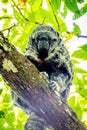 Portrait of Grays Bald-faced Saki Amazonian monkey Royalty Free Stock Photo