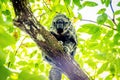 Portrait of Grays Bald-faced Saki Amazonian monkey Royalty Free Stock Photo