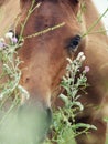 Portrait of grazeing arabian foal with herbs. Royalty Free Stock Photo
