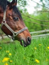 Portrait of grazeing bay horse Royalty Free Stock Photo