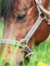 Portrait of grazeing bay horse. close up Royalty Free Stock Photo