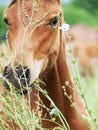 Portrait of grazeing foal at the pasture Royalty Free Stock Photo