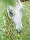 Portrait of grazeing white arabian dam at the pasture around her Royalty Free Stock Photo