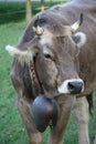 Portrait of a grazing alpine gray cow