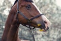 Portrait of grazing bay sportive horse. close up