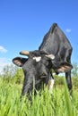 The portrait of grazing cow on the background of farm field Royalty Free Stock Photo