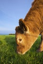 Portrait of grazing cow