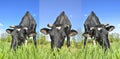 Portrait of grazing cows on the green field. Collage Royalty Free Stock Photo