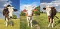 Portrait of grazing cows on the green field. Collage Royalty Free Stock Photo