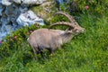 Portrait grazing adult alpine capra ibex capricorn meadow