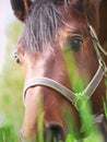 Portrait of grazing nice horse closeup