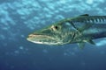 Great Atlantic Barracuda hunting in open water Royalty Free Stock Photo