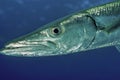 Portrait of a Great Barracuda in open water Royalty Free Stock Photo