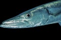 Portrait of a Great Barracuda in open water Royalty Free Stock Photo