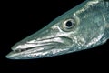 Portrait of a Great Barracuda in open water Royalty Free Stock Photo