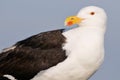 Portrait Great Black-backed Gull