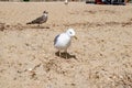 Portrait of a great black-backed gull on the beach, close-up. White seabird on the Black Sea coast in Zaliznyi port Kherson